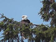Eagle in Tree Medium Alaska