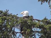 Eagle in Tree 2 Alaska