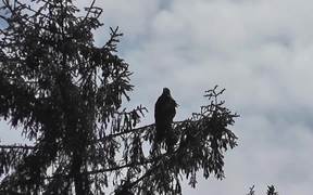 Eagle In Tree Zoom In Shadow Alaska - Animals - VIDEOTIME.COM