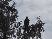 Eagle In Tree Zoom In Shadow Alaska