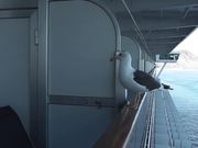 Feeding Seagull On Side Of Ship On Rail