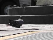 Injured Pigeon Broken Leg Nearly Stepped On Shoes