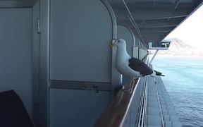 Feeding Seagull On Side Of Ship On Rail - Animals - VIDEOTIME.COM