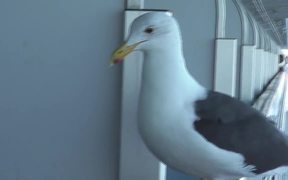 Feeding Seagull On Side Of Ship On Rail - Animals - VIDEOTIME.COM
