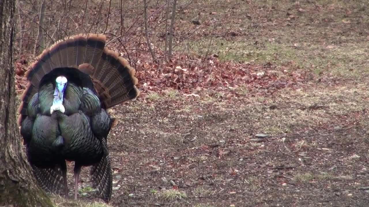 Turkey Display of Feathers for Mating Close Up