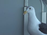 Feeding Seagull On Side Of Ship On Rail