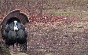 Turkey Display of Feathers for Mating Close Up - Animals - VIDEOTIME.COM