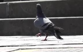 Injured Pigeon Broken Leg Nearly Stepped On Shoes - Animals - VIDEOTIME.COM