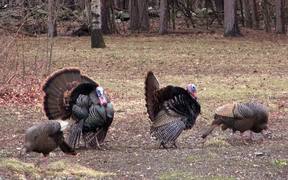 Male Turkeys Display and Walk while Females - Animals - VIDEOTIME.COM