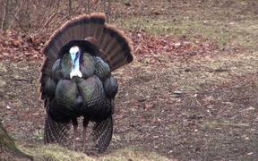 Turkey Display of Feathers for Mating Close Up - Animals - VIDEOTIME.COM