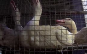 Foie Gras Hudson Valley Duck Cruelty Undercover - Animals - VIDEOTIME.COM
