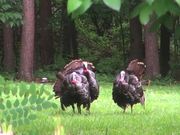 Turkeys Display Feathers for Mating and Attracting