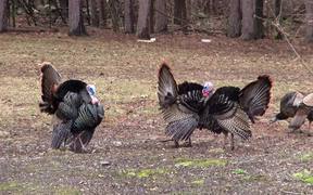 Male Turkeys Display and Walk while Females - Animals - VIDEOTIME.COM