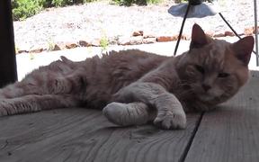 Old Red Cat Resting Rescue
