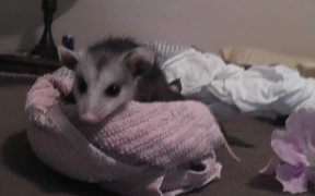 Opossum Baby Possum Rescued On Bed - Animals - VIDEOTIME.COM