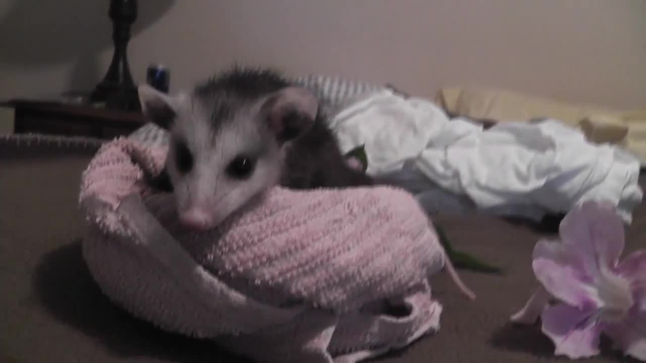 Opossum Baby Possum Rescued On Bed
