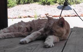 Old Red Cat Resting Rescue - Animals - Videotime.com