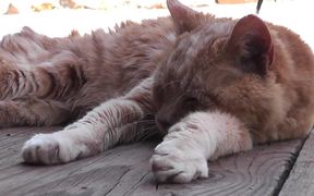 Old Red Cat Resting Rescue - Animals - Videotime.com