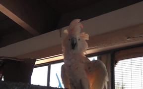 Parrot White And Orange On Cage LARC - Animals - VIDEOTIME.COM