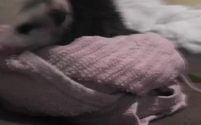 Opossum Baby Possum Rescued On Bed - Animals - VIDEOTIME.COM