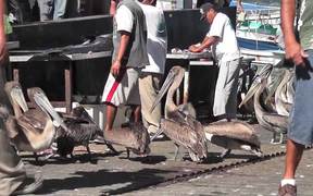 Pelicans Eating Butchered Swordfish Cabo San Lucas - Animals - VIDEOTIME.COM