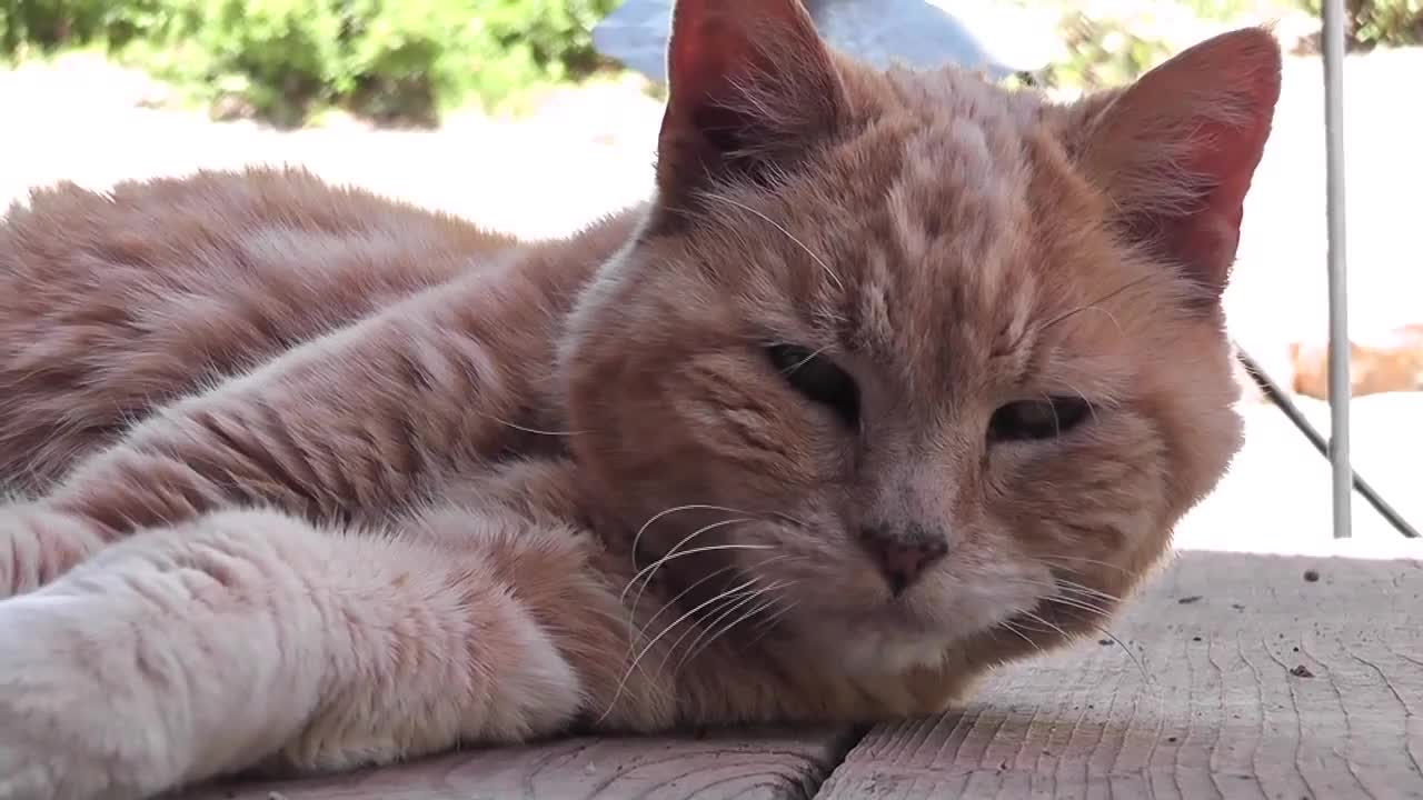 Red Cat Close Up Older Rescued