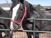 Premarin Horse Rescued LARC