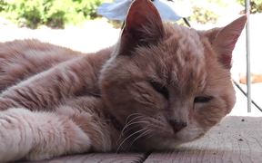 Red Cat Close Up Older Rescued - Animals - VIDEOTIME.COM
