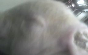 Pipestone Pig Piglet Cruelty Undercover Video MFA - Animals - VIDEOTIME.COM