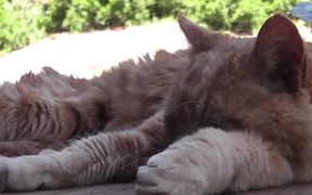 Red Cat Close Up Older Rescued - Animals - Videotime.com