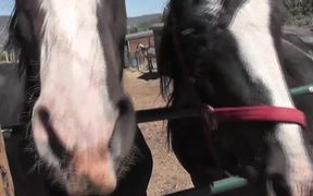 Premarin Horse Rescued LARC - Animals - VIDEOTIME.COM