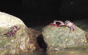 Red Crabs On Rocks Cabo San Lucas - Animals - VIDEOTIME.COM
