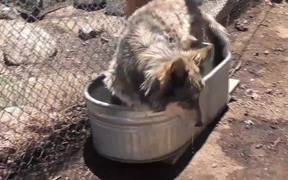 Rescue Wolf Dog Mix Bathing Standing Water LARC - Animals - Videotime.com