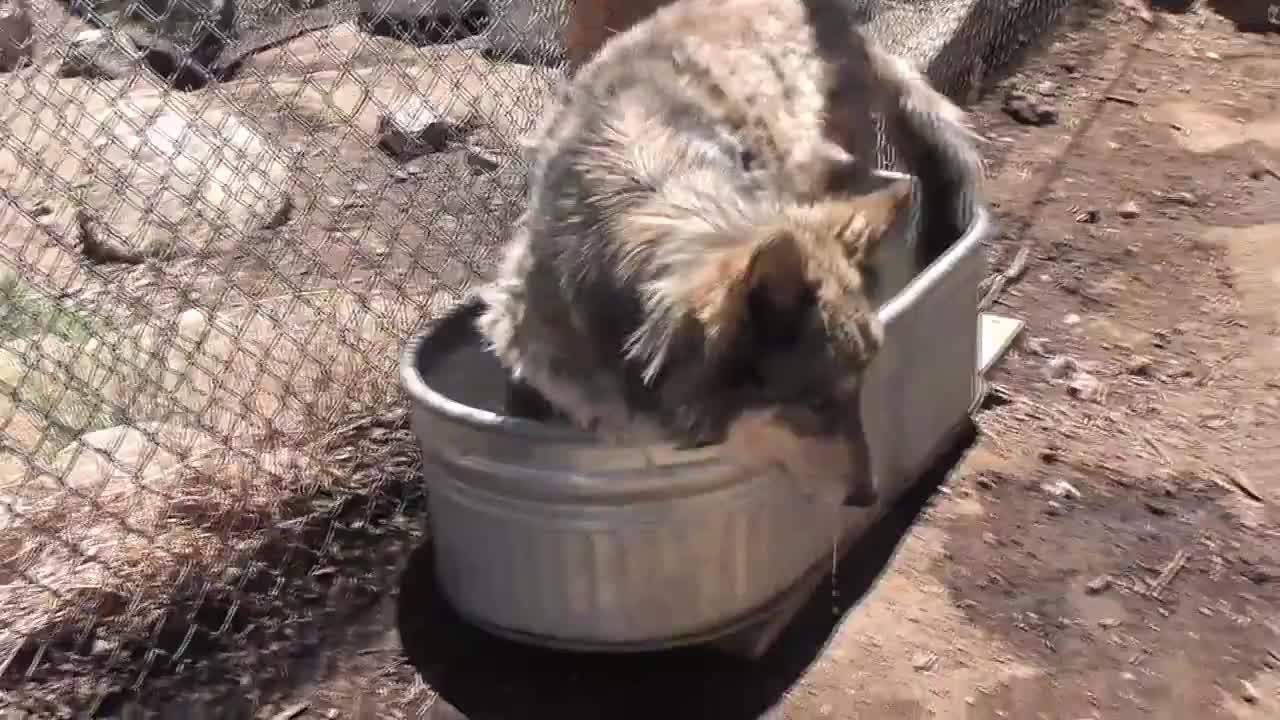 Rescue Wolf Dog Mix Howls Trhough Fence LARC - Animals - Y8.com