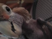 Rescue Cockatoo Close Up Face LARC