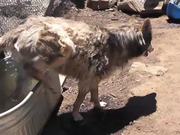 Rescue Wolf Dog Mix Bathing Standing Water LARC - Animals - Y8.COM