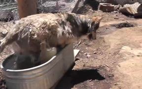 Rescue Wolf Dog Mix Howls Trhough Fence LARC - Animals - Videotime.com
