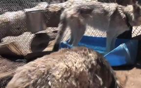 Rescue Wolf Dog Mix Bathing Standing Water LARC - Animals - Videotime.com