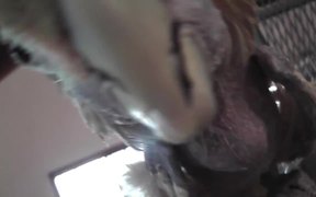 Rescue Cockatoo Close Up Face LARC - Animals - VIDEOTIME.COM