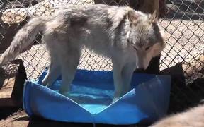 Rescue Wolf Dog Mix Bathing Standing Water LARC - Animals - VIDEOTIME.COM