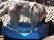 Rescue Wolf Dog Mix Howls Trhough Fence LARC