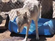 Rescue Wolf Dog Mix Howls Trhough Fence LARC - Animals - Y8.COM