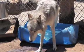 Rescue Wolf Dog Mix Howls Trhough Fence LARC