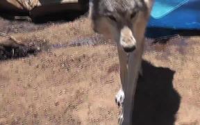 Rescue Wolf Dog Mix Howls Trhough Fence LARC - Animals - VIDEOTIME.COM