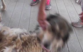 Rescue Wolf Dog Mix Rolls On Back2 LARC - Animals - VIDEOTIME.COM