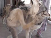 Rescue Wolf Dog Mix Scratches Himself LARC - Animals - Y8.COM