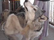 Rescue Wolf Dog Mix Scratches Himself LARC