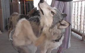 Rescue Wolf Dog Mix Scratches Himself LARC - Animals - VIDEOTIME.COM