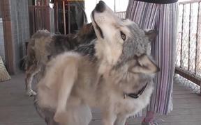Rescue Wolf Dog Mix Scratches Himself LARC - Animals - Videotime.com