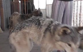Rescue Wolf Dog Mix Scratches Himself LARC - Animals - Videotime.com